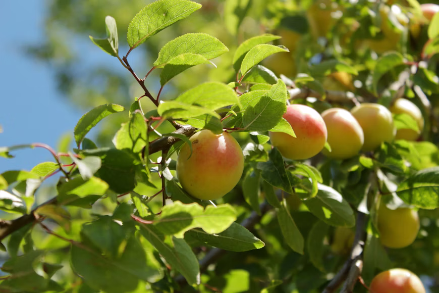 Сады и огороды